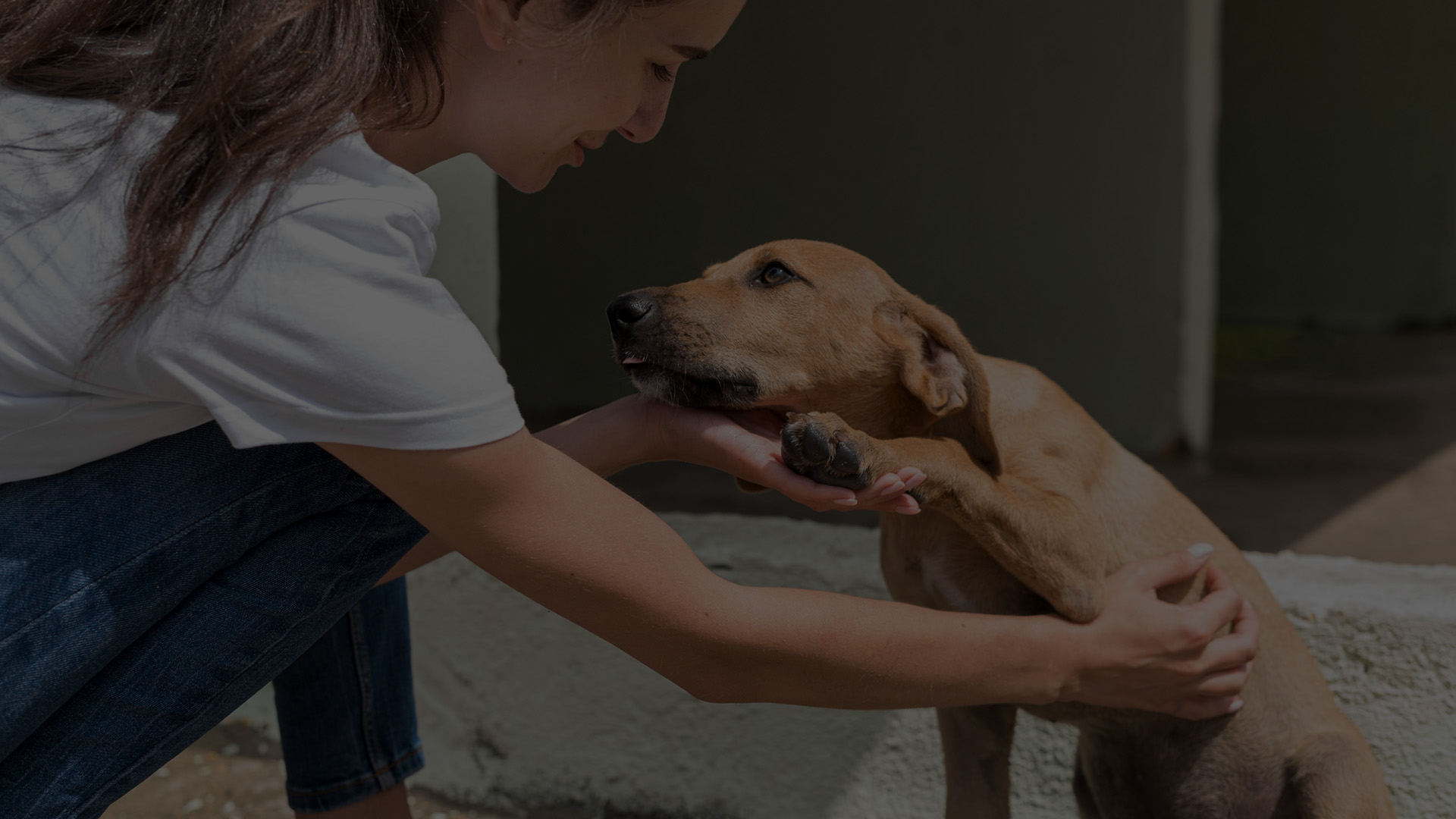 Dog Rescue